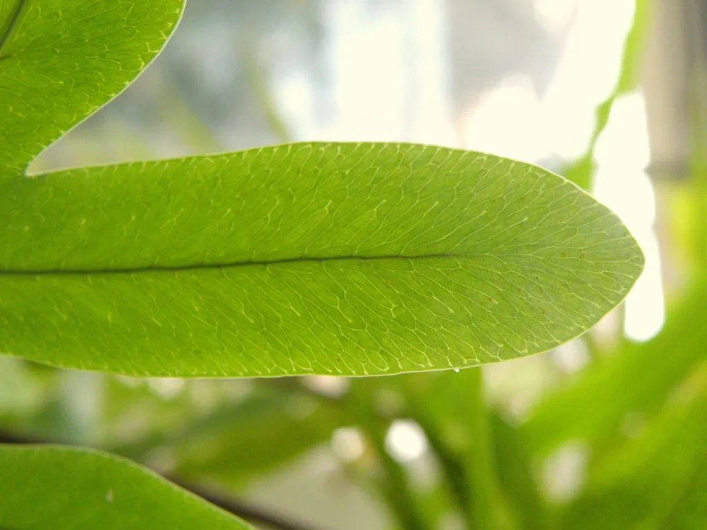 flebodium złociste (Phlebodium aureum) – in a garden setting, plant photo