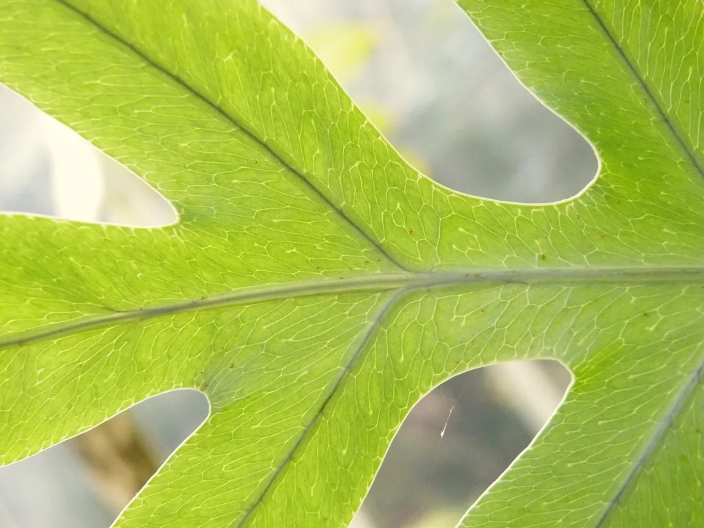 flebodium złociste (Phlebodium aureum) – in a garden setting, plant photo