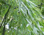 Goldrohrbambus (Phyllostachys aurea) – Pflege