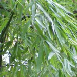 Monk's belly bamboo (Phyllostachys aurea) – characteristic appearance, plant photo