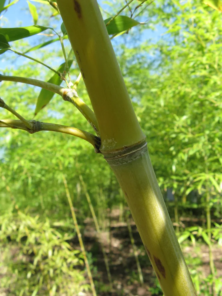 Goldrohrbambus (Phyllostachys aurea) – typisches Erscheinungsbild, Pflanzenfoto