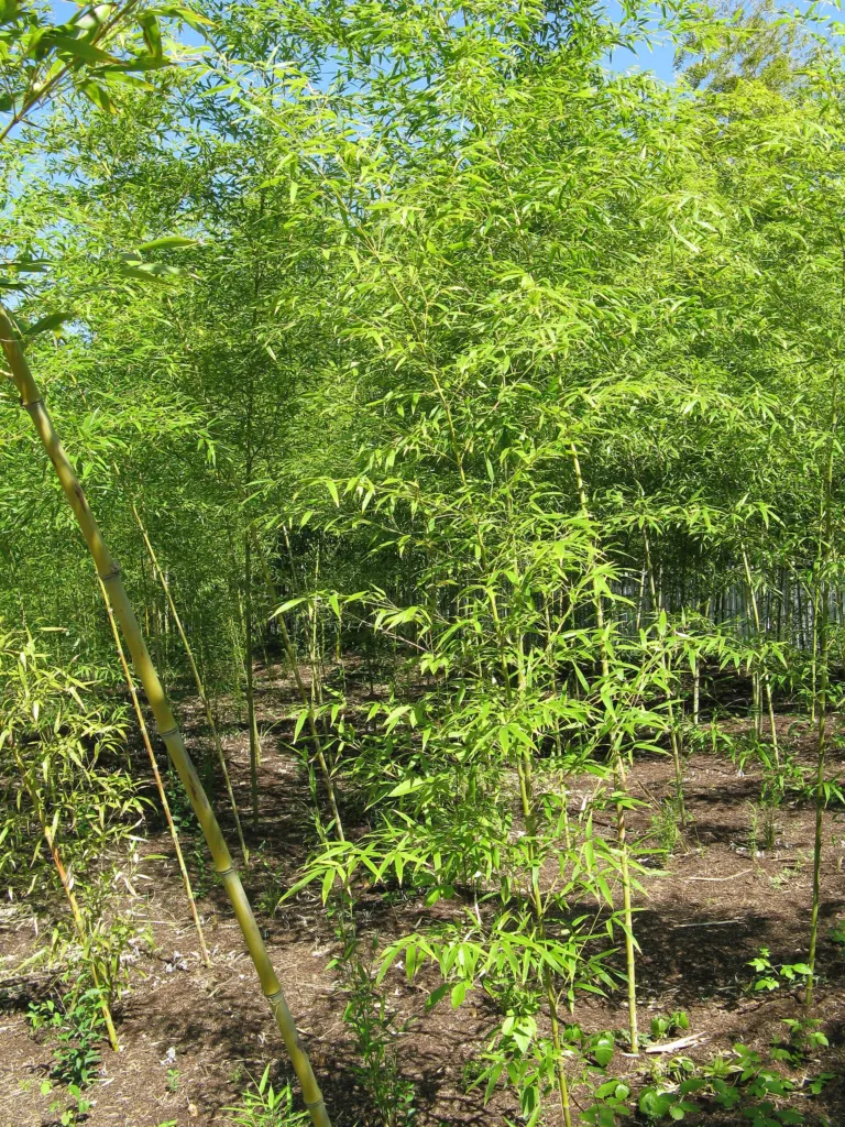 Goldrohrbambus (Phyllostachys aurea) – typisches Erscheinungsbild, Pflanzenfoto
