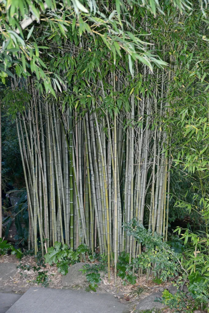 Goldrohrbambus (Phyllostachys aurea) – im Garten, Pflanzenfoto