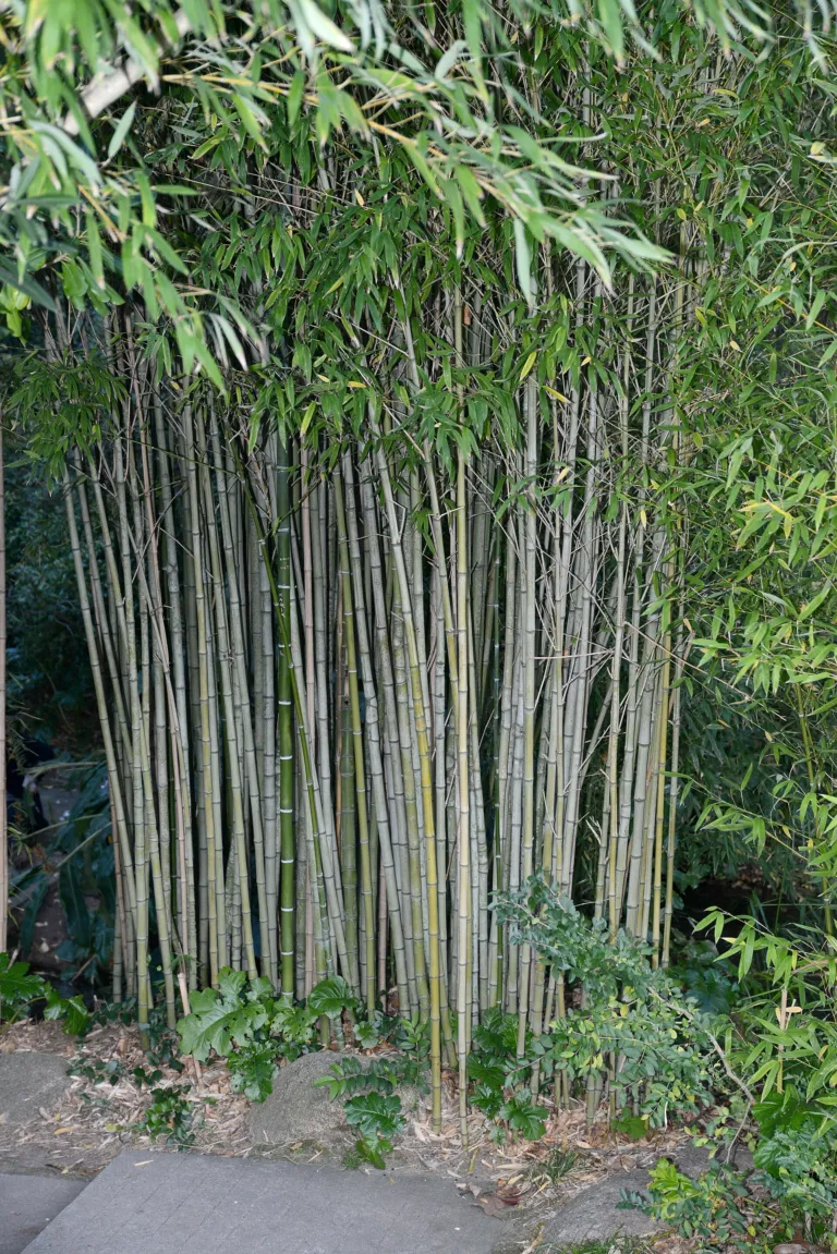 Monk's belly bamboo (Phyllostachys aurea) – in a garden setting, plant photo
