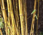 Phyllostachys aureosulcata care guide