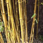 Phyllostachys aureosulcata care guide (Phyllostachys aureosulcata) – characteristic appearance