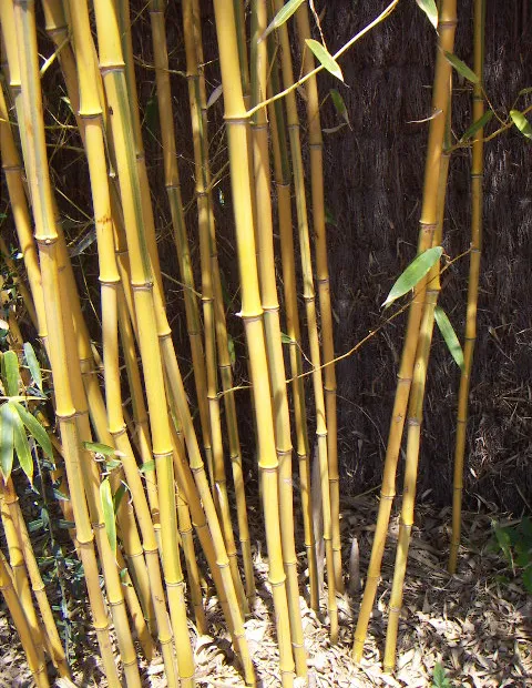 Phyllostachys aureosulcata – fotografia rastliny