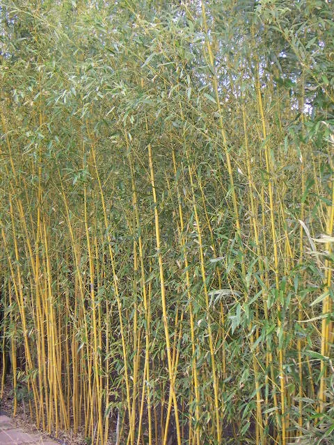 Phyllostachys aureosulcata – pestovanie a (Phyllostachys aureosulcata) – typický vzhľad