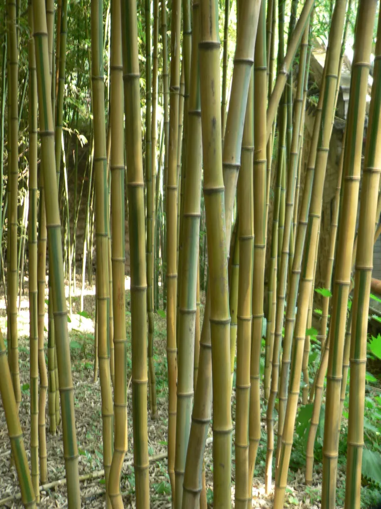 Phyllostachys aureosulcata – pestovanie a (Phyllostachys aureosulcata) – typický vzhľad