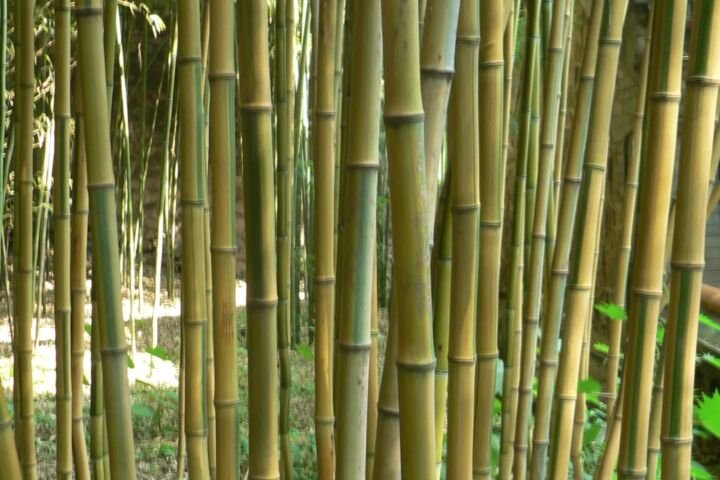 Phyllostachys aureosulcata
