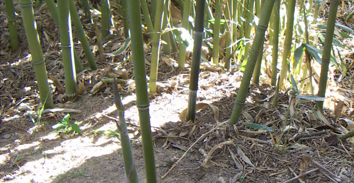 Bisset-Bambus (Phyllostachys bissetii) – Pflanzenfoto