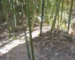 Bisset-Bambus (Phyllostachys bissetii) – Pflege