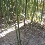 Bissett's bamboo (Phyllostachys bissetii) – characteristic appearance, plant photo