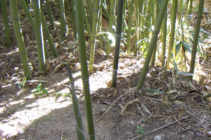 Phyllostachys bissetii