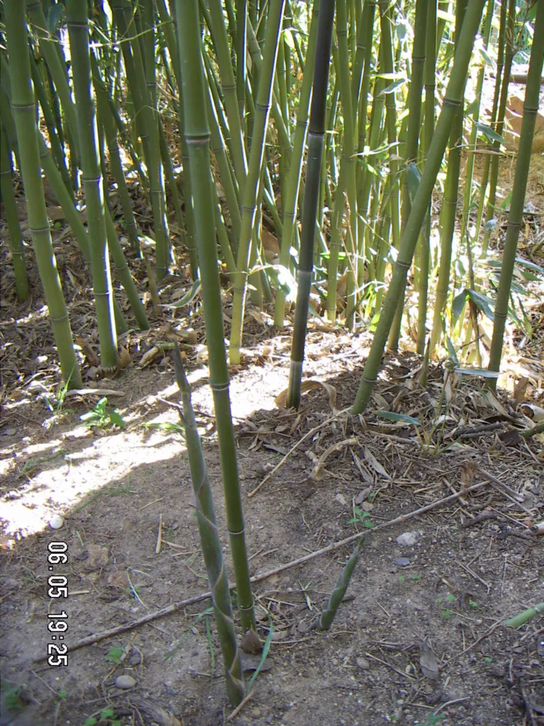 Bisset-Bambus (Phyllostachys bissetii) – Pflanzenfoto