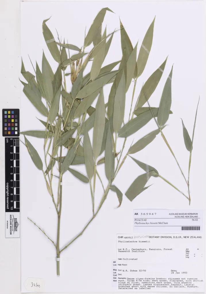 Bisset-Bambus (Phyllostachys bissetii) – typisches Erscheinungsbild, Pflanzenfoto