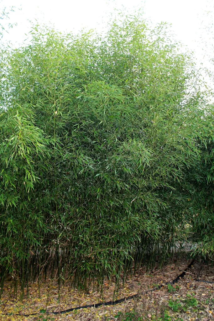 Bisset-Bambus (Phyllostachys bissetii) – typisches Erscheinungsbild, Pflanzenfoto
