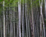 Moso-Bambus (Phyllostachys edulis) – Pflege