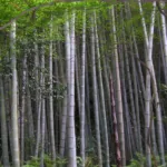 Moso Bamboo (Phyllostachys edulis) – in its natural habitat, plant photo