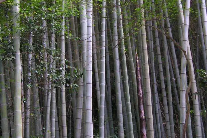 Phyllostachys edulis