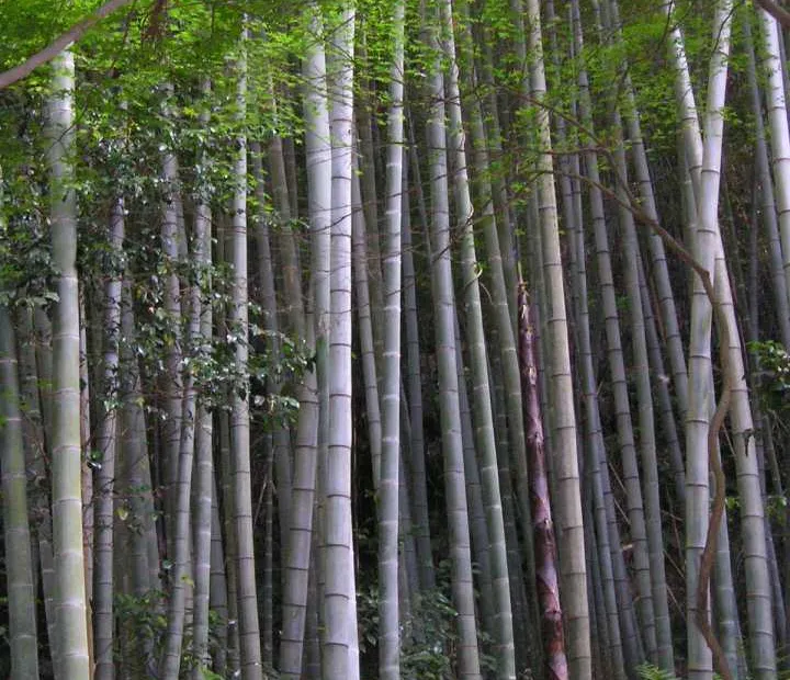 Moso Bamboo (Phyllostachys edulis) – plant photo