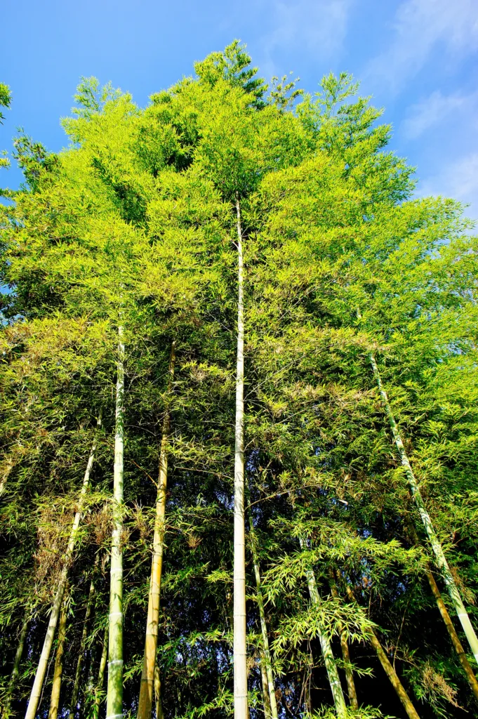 Moso Bamboo (Phyllostachys edulis) – characteristic appearance, plant photo