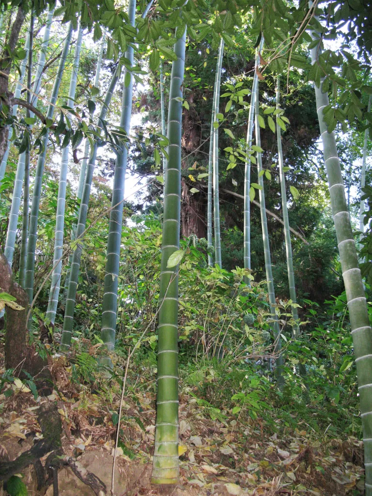 Moso Bamboo (Phyllostachys edulis) – characteristic appearance, plant photo
