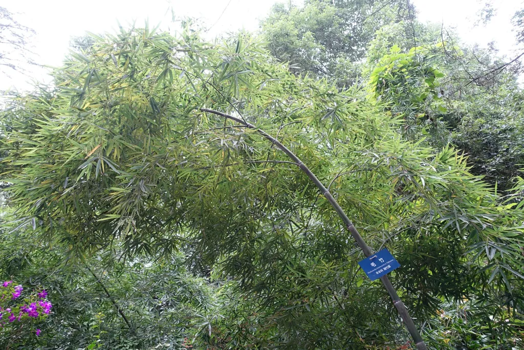 Moso Bamboo (Phyllostachys edulis) – in a garden setting, plant photo