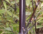 Schwarzrohrbambus (Phyllostachys nigra) – Pflege