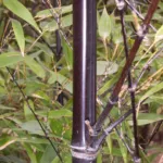 black bamboo or purple bamboo (Chinese: 紫竹) (Phyllostachys nigra) – characteristic appearance