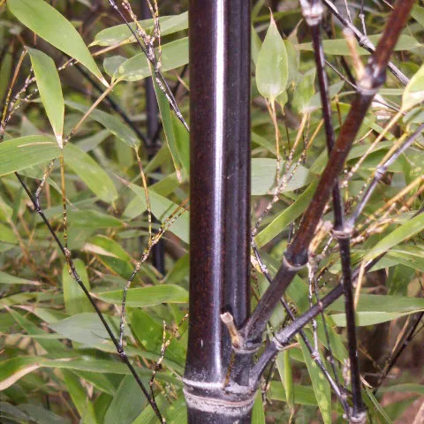 Phyllostachys nigra