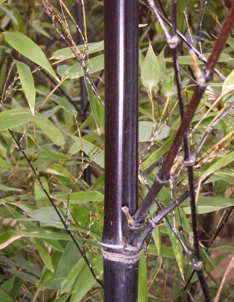 Schwarzrohrbambus (Phyllostachys nigra) – Pflanzenfoto