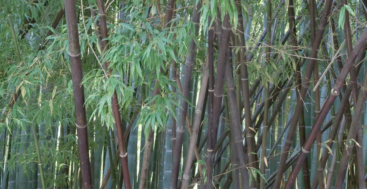 black bamboo or purple bamboo (Chinese: 紫竹) (Phyllostachys nigra) – plant photo