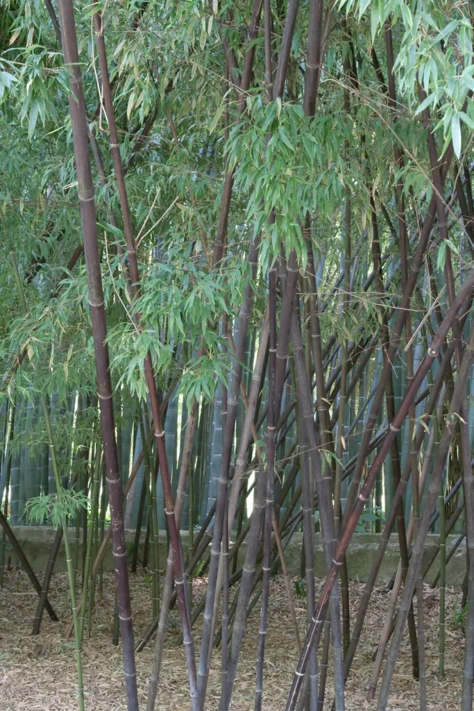 Schwarzrohrbambus (Phyllostachys nigra) – typisches Erscheinungsbild, Pflanzenfoto