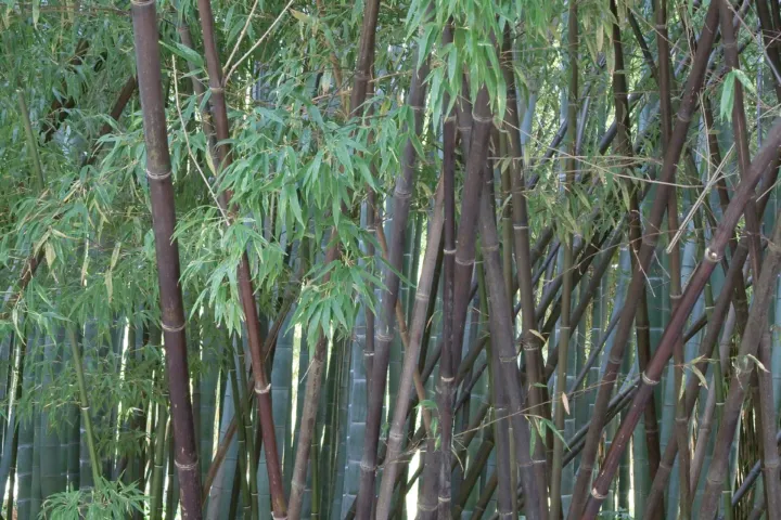 Phyllostachys nigra