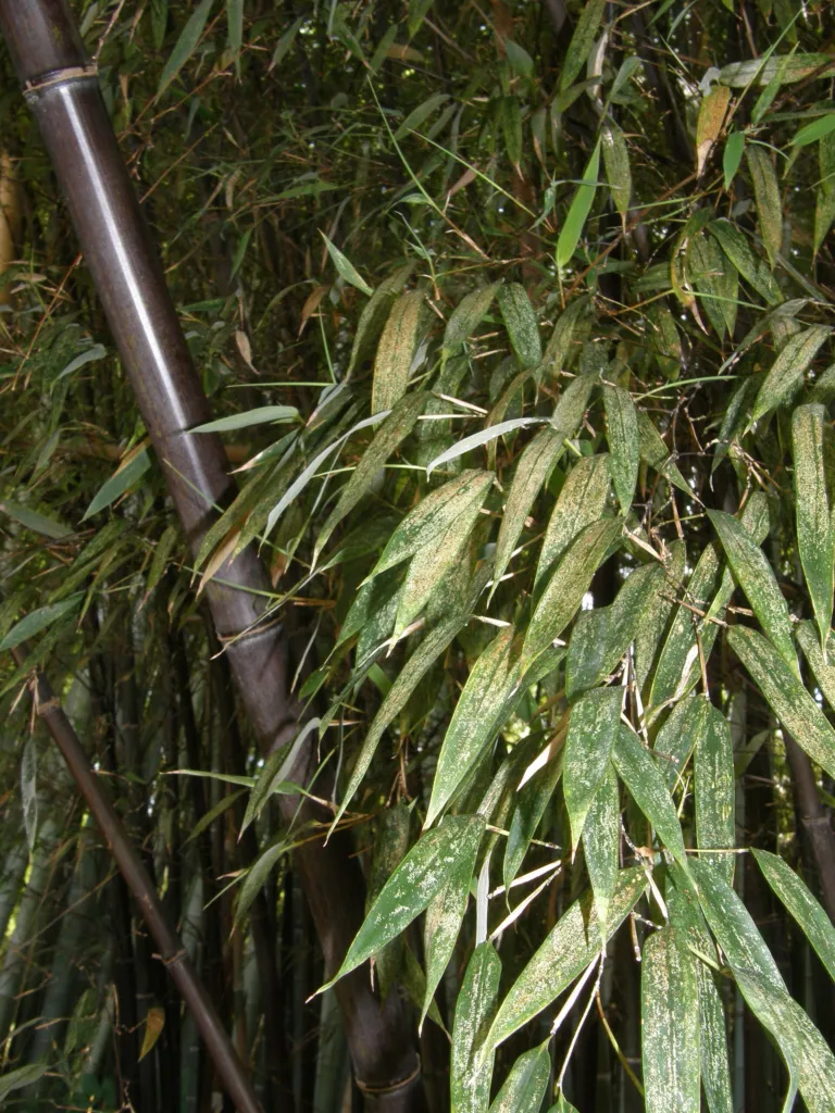 Schwarzrohrbambus (Phyllostachys nigra) – typisches Erscheinungsbild, Pflanzenfoto