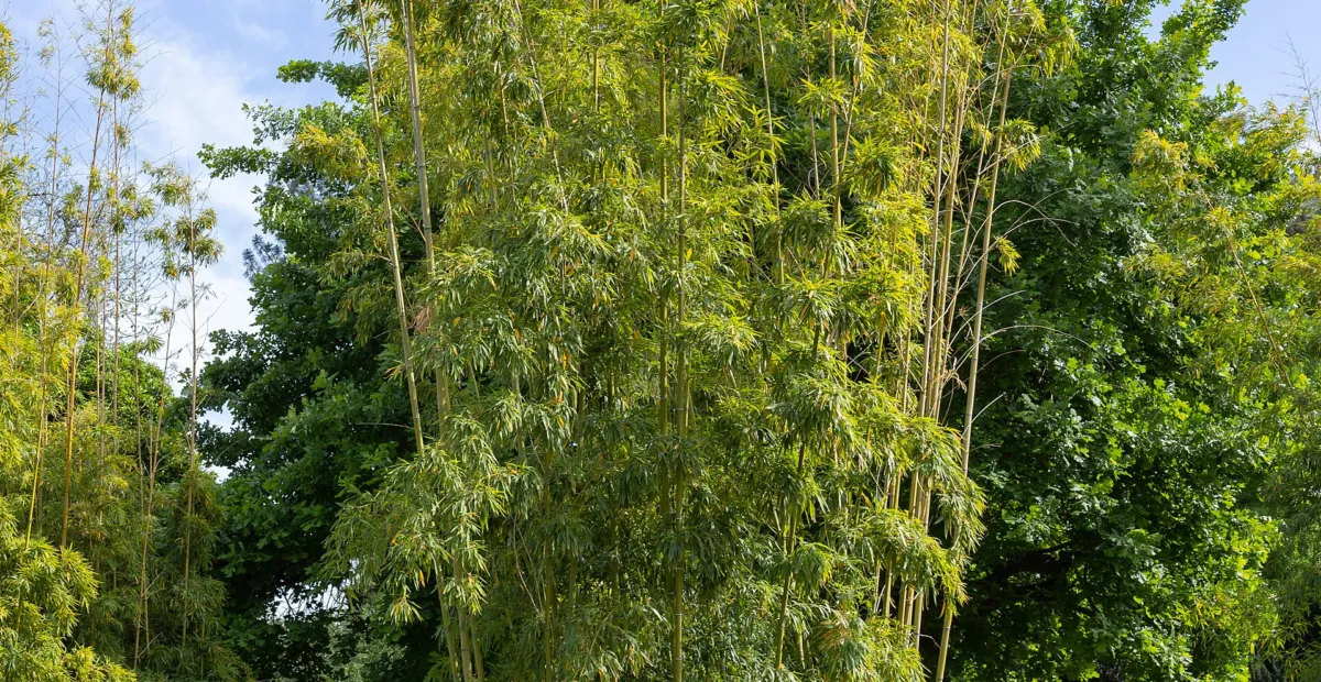 Giant Timber Bamboo (Phyllostachys reticulata) – plant photo