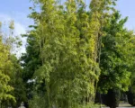 Phyllostachys reticulata – Pflege