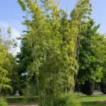 Giant Timber Bamboo (Phyllostachys reticulata) – in a garden setting, plant photo