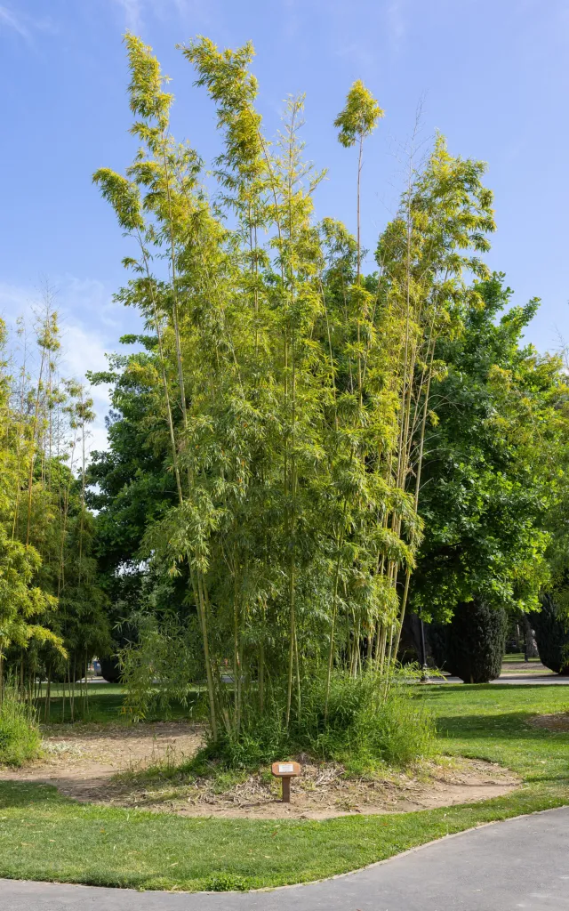 Giant Timber Bamboo (Phyllostachys reticulata) – plant photo