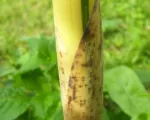 Phyllostachys vivax – Pflege