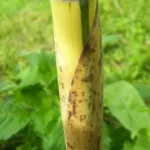 Chinese Timber Bamboo (Phyllostachys vivax) – characteristic appearance, plant photo