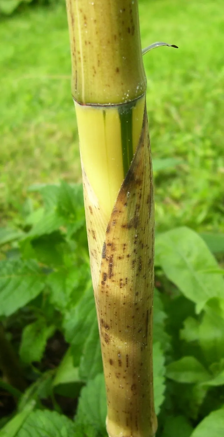 Chinese Timber Bamboo (Phyllostachys vivax) – characteristic appearance, plant photo