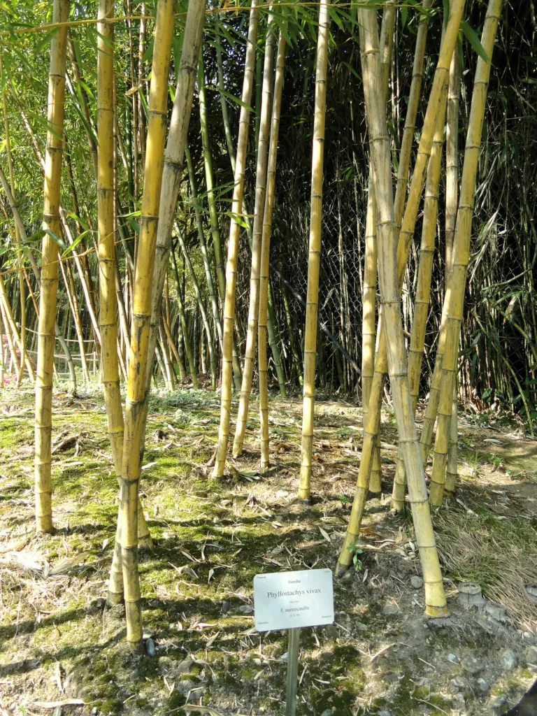 Phyllostachys vivax – (Phyllostachys vivax) – natürliche Wuchsform, Pflanzenfoto