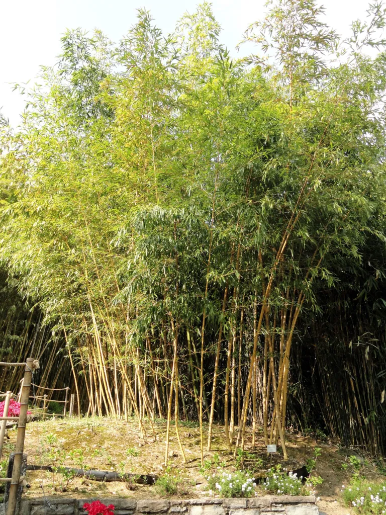 Chinese Timber Bamboo (Phyllostachys vivax) – natural growth habit, plant photo