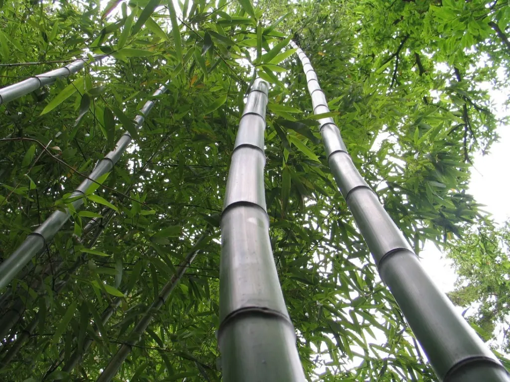 Phyllostachys vivax – (Phyllostachys vivax) – typisches Erscheinungsbild, Pflanzenfoto