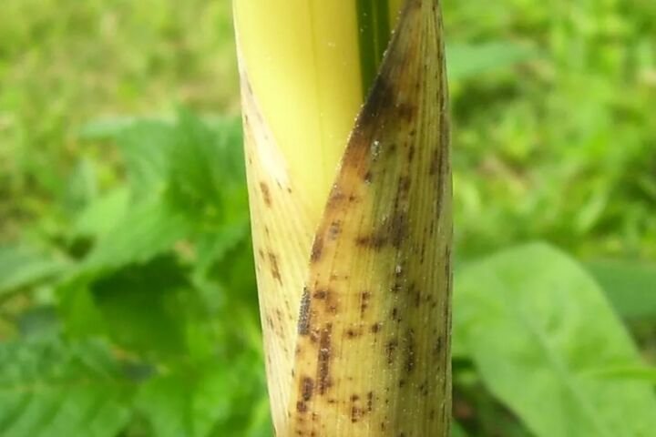 Phyllostachys vivax