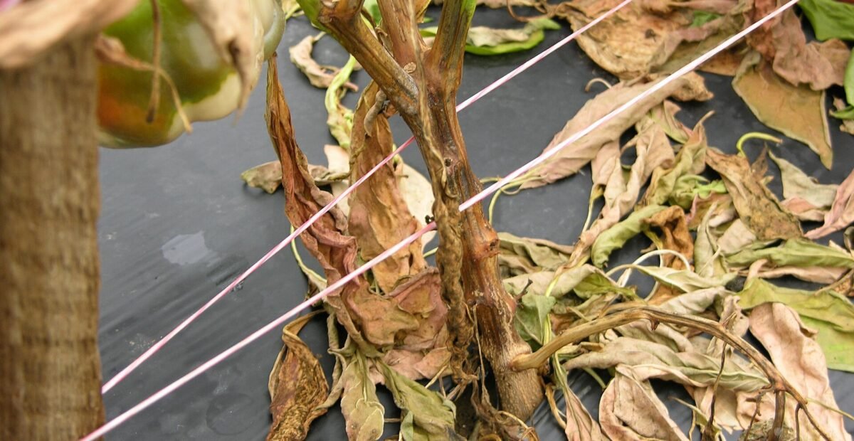 Phytophthora blight