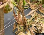 Phytophthora blight