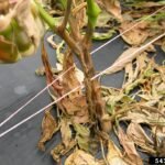 Phytophthora blight